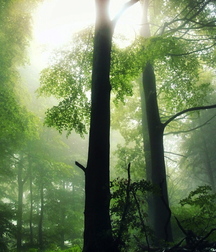 Uncle Ernie's Boner Makers 10 59e95fbf63e1e.jpg