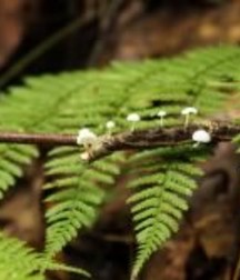 Uncle Ernie's Boner Makers 11 59e96445eda7c.jpg