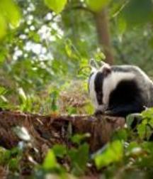 Uncle Ernie's Boner Makers 11 59e9644d23add.jpg