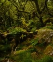 Uncle Ernie's Boner Makers 17 59ea88c861e3c.jpg