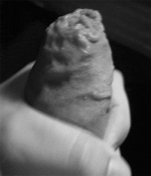 Uncle Ernie's Boner Makers 17 59ea88df13286.gif