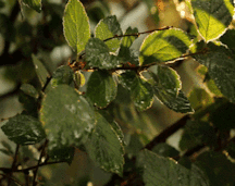 Uncle Ernie's Boner Makers 17 59ea892074c5a.gif