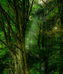 Uncle Ernie's Boner Makers 26 59ed131c07209.jpg