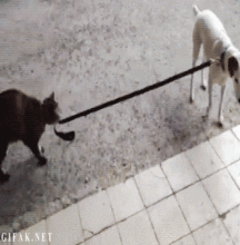 Uncle Ernie's Boner Makers 26 59ed133fe18b6.gif