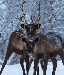 Uncle Ernie's Boner Makers 31 59edec786eb35.jpg