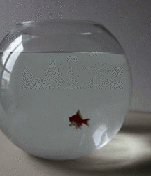 yes I want to have sex 5ad8f29896bd2.gif