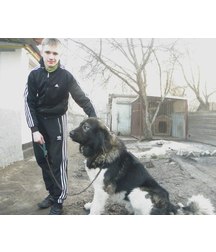 boys dogs & other animals