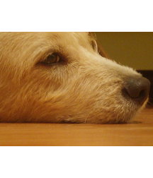 boys dogs & other animals 5ae96b2f61f54.jpg
