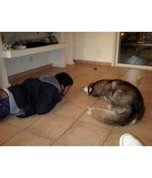 boys dogs & other animals 5ae96b308aef6.jpg