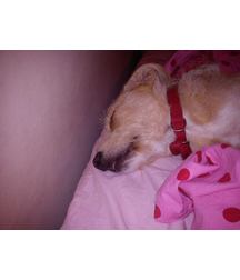 boys dogs & other animals 5ae96b3ce59be.jpg