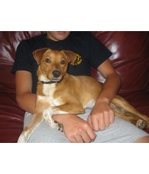 boys dogs & other animals 5ae96b400aa84.jpg