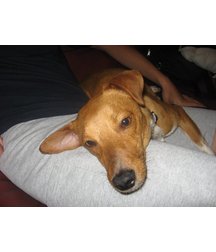 boys dogs & other animals 5ae96b43d952c.jpg