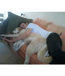 boys dogs & other animals 5ae96b472874f.jpg