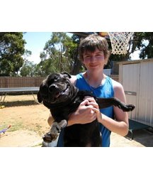 boys dogs & other animals 5ae96b515d118.jpg