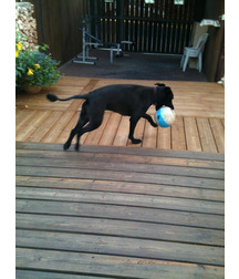 boys dogs & other animals 5ae96b564aa9d.jpg