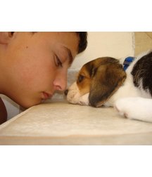 boys dogs & other animals 5ae96b6095808.jpg