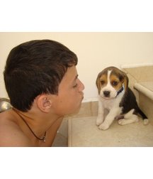 boys dogs & other animals 5ae96b61a1574.jpg