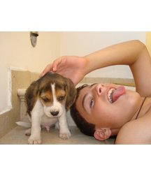 boys dogs & other animals 5ae96b62c8162.jpg
