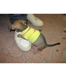 boys dogs & other animals 5ae96b67b65d3.jpg