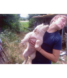 boys dogs & other animals 5ae96b77ba4d7.jpg