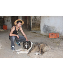 boys dogs & other animals 5ae96b84df41f.jpg