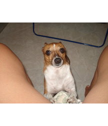 boys dogs & other animals 5ae96b8aa2507.jpg