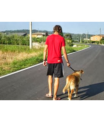 boys dogs & other animals 5ae96b8b7c9fc.jpg