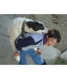 boys dogs & other animals 5ae96b8caf8ac.jpg