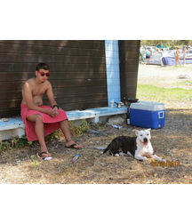boys dogs & other animals 5ae96b9bb901e.jpg