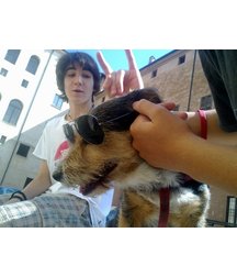 boys dogs & other animals 5ae96b9e42dc6.jpg
