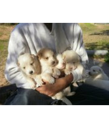 boys dogs & other animals 5ae96baf59bbf.jpg