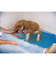 boys dogs & other animals 5ae96bc224bb1.jpg