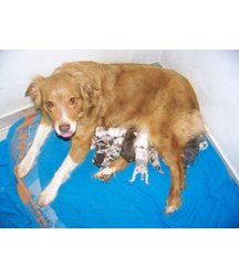 boys dogs & other animals 5ae96bc3adf1c.jpg
