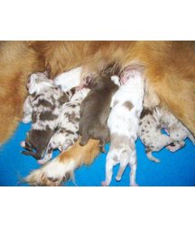 boys dogs & other animals 5ae96bc54be1b.jpg