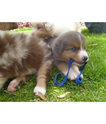 boys dogs & other animals 5ae96bc710cfa.jpg