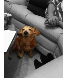 boys dogs & other animals 5ae96bd13cb40.jpg