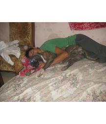 boys dogs & other animals 5ae96bd3810b5.jpg