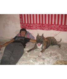 boys dogs & other animals 5ae96bd60b972.jpg
