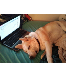 boys dogs & other animals 5ae96bd781dd8.jpg