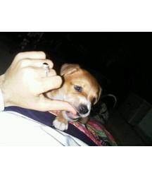 boys dogs & other animals 5ae96bdf28ea3.jpg