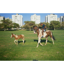 boys dogs & other animals 5ae96bf57bd4b.jpg