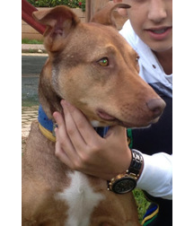 boys dogs & other animals 5ae96c185ca9a.jpg