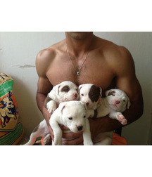 boys dogs & other animals 5ae96c2ced3d4.jpg