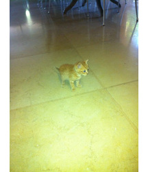 boys dogs & other animals 5ae96c3592494.jpg