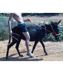 boys dogs & other animals 5ae96c3c67f26.jpg