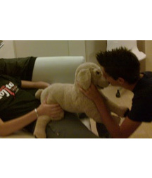 boys dogs & other animals 5ae96c3d5d190.jpg