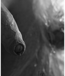 exotics sexy 5c13d9f39e9f7.jpg