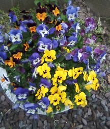 Beauty of Nature 5a4485493358c.jpg