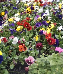 Some of my flowers and plants 5a45d1fcd8c2c.jpg