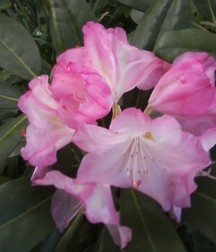 Some of my flowers and plants 5a45d1ff7b8cd.jpg